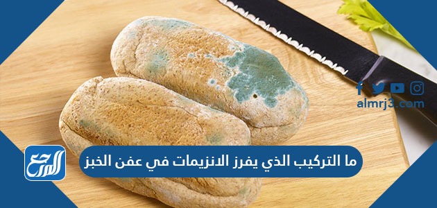 ما التركيب الذي يفرز الانزيمات في عفن الخبز