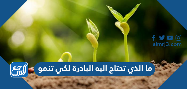 ما الذي تحتاج اليه البادرة لكي تنمو