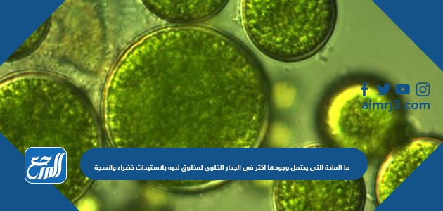 ما المادة التي يحتمل وجودها اكثر في الجدار الخلوي لمخلوق لديه بلاستيدات خضراء وانسجة