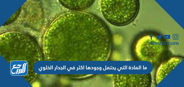 ما المادة التي يحتمل وجودها اكثر في الجدار الخلوي