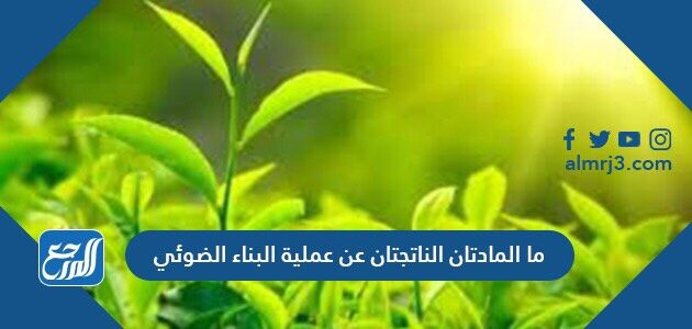 ما المادتان الناتجتان عن عملية البناء الضوئي