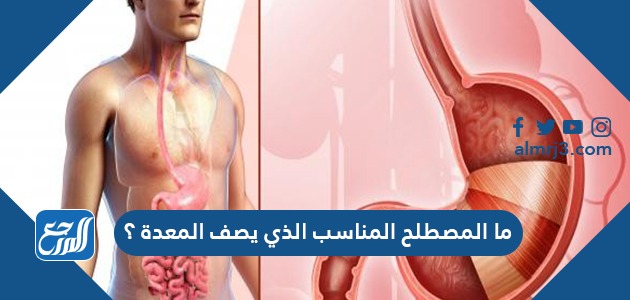 ما المصطلح المناسب الذي يصف المعدة ؟