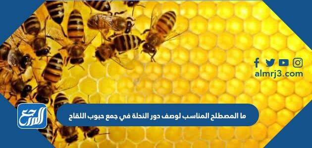 ما المصطلح المناسب لوصف دور النحلة في جمع حبوب اللقاح