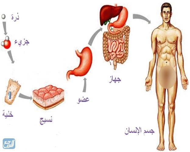 ما المقصود بمستويات التنظيم في الكائنات الحية