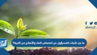 ما جزء النبات المسؤول عن امتصاص الماء والأملاح من التربة؟