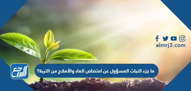 ما جزء النبات المسؤول عن امتصاص الماء والأملاح من التربة؟