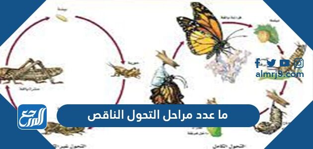 ما عدد مراحل التحول الناقص