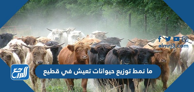 ما نمط توزيع حيوانات تعيش في قطيع