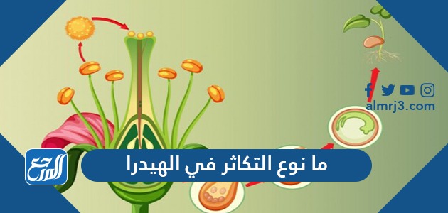 ما نوع التكاثر في الهيدرا