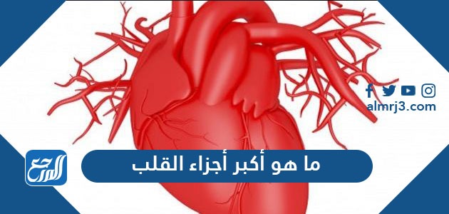ما هو أكبر أجزاء القلب
