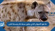ما هو الحيوان الذي يكون سنة ذكر وسنة انثى