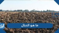 ما هو الدبال ومما يتكون وما خصائصه وفوائده وطرق زيادته في التربة