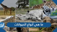 ما هي أنواع الحيوانات