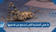 ما هي الحشرة التى تسمع من قدميها
