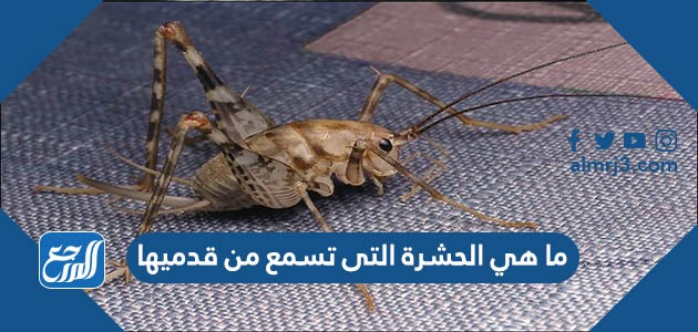 ما هي الحشرة التى تسمع من قدميها