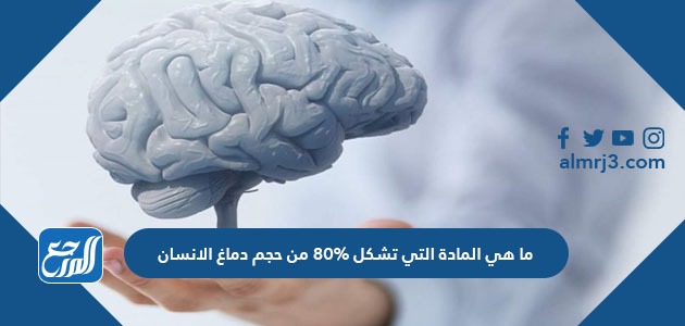 ما هي المادة التي تشكل 80% من حجم دماغ الإنسان