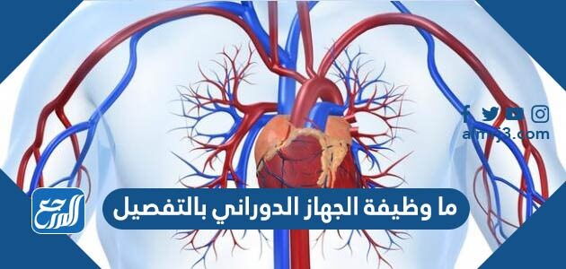 ما وظيفة الجهاز الدوراني بالتفصيل