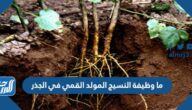 ما وظيفة النسيج المولد القمي في الجذر