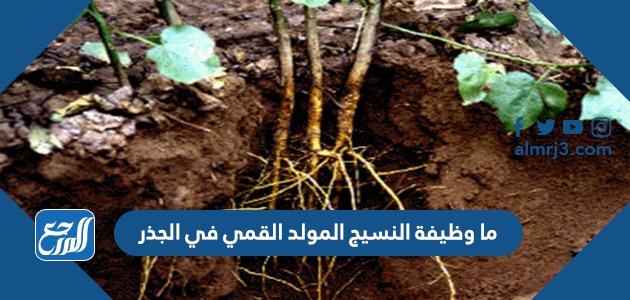 ما وظيفة النسيج المولد القمي في الجذر