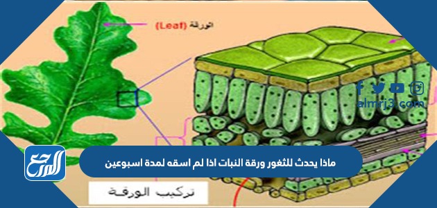 ماذا يحدث للثغور ورقة النبات اذا لم اسقه لمدة اسبوعين