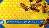ماذا يسمى الشكل الذي تتكون منه خلية النحل