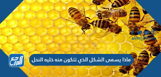 ماذا يسمى الشكل الذي تتكون منه خلية النحل