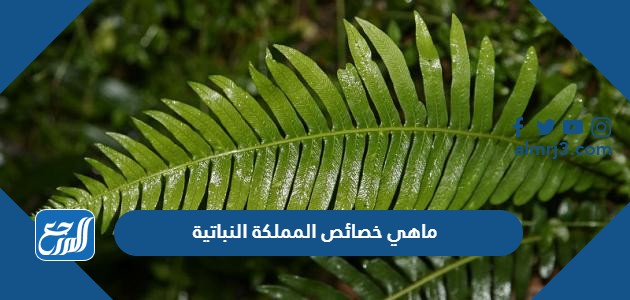 ماهي خصائص المملكة النباتية