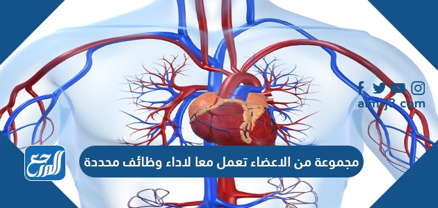 مجموعة من الاعضاء تعمل معا لاداء وظائف محددة
