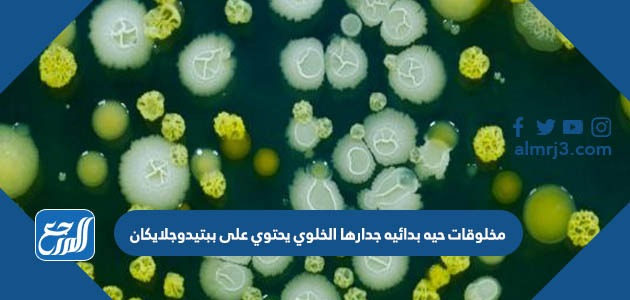 مخلوقات حيه بدائيه جدارها الخلوي يحتوي على ببتيدوجلايكان