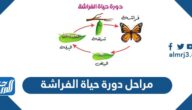 مراحل دورة حياة الفراشة