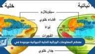 المعلومات الوراثيه للخليه الحيوانيه موجوده في