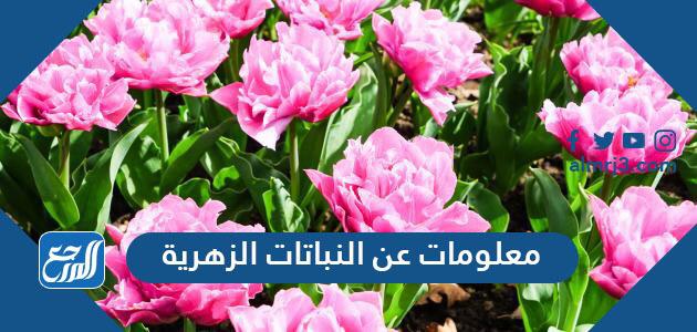 معلومات عن النباتات الزهرية
