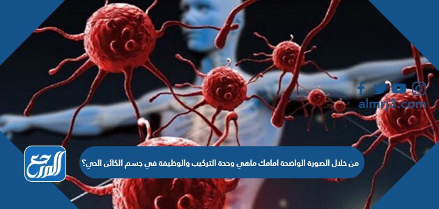 من خلال الصورة الواضحة امامك ماهي وحدة التركيب والوظيفة في جسم الكائن الحي؟