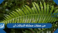 من صفات مملكة النباتات أن