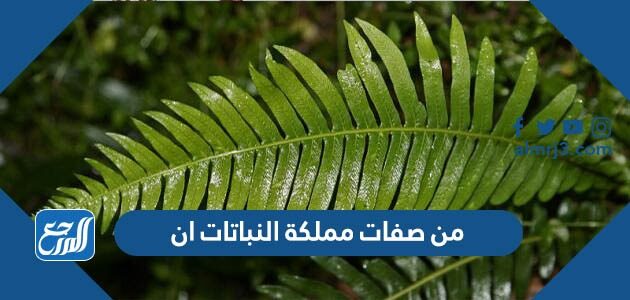 من صفات مملكة النباتات أن