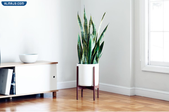 نبات الثعبان