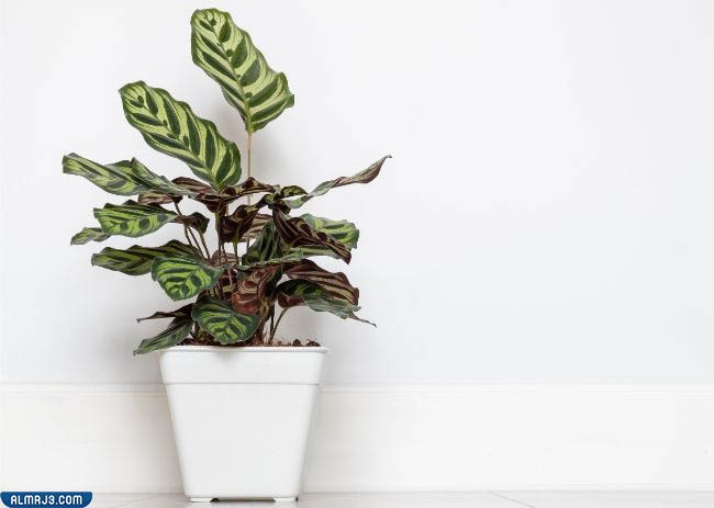 نبات الطاووس