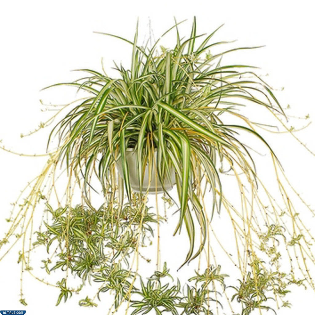 نبات العنكبوت