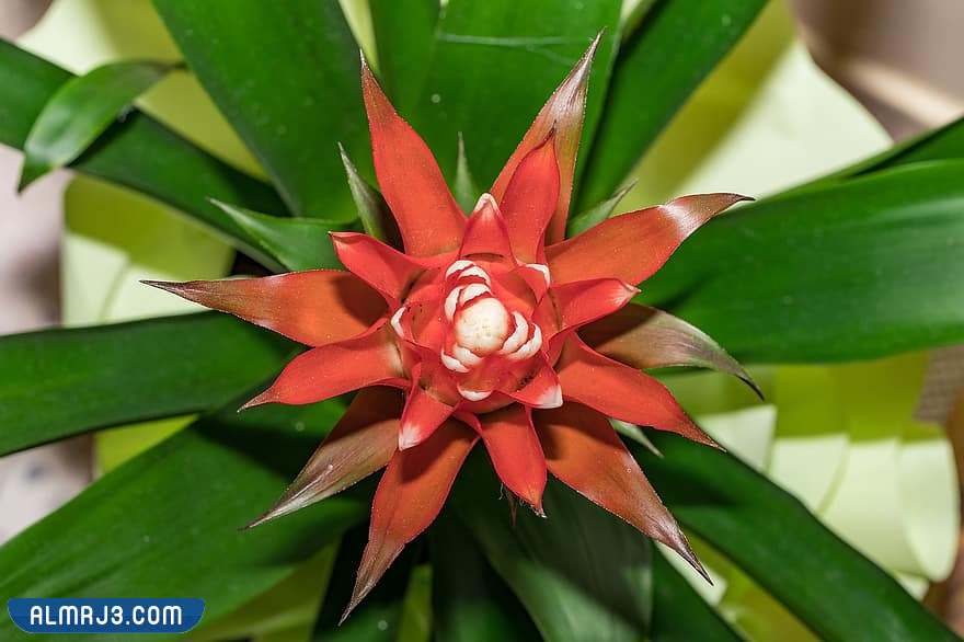 نبات بروميلياد