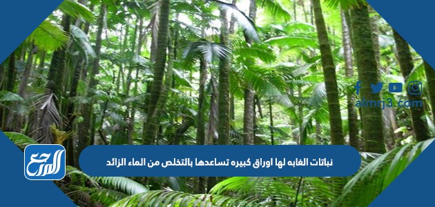 نباتات الغابه لها اوراق كبيره تساعدها بالتخلص من الماء الزائد