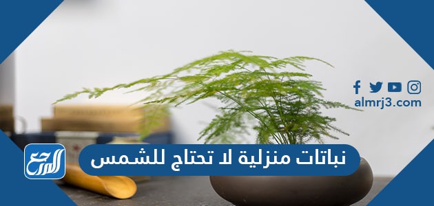 نباتات منزلية لا تحتاج الشمس
