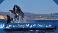 هل الحوت الذي ابتلع يونس حي
