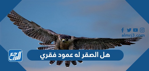 هل الصقر له عمود فقري