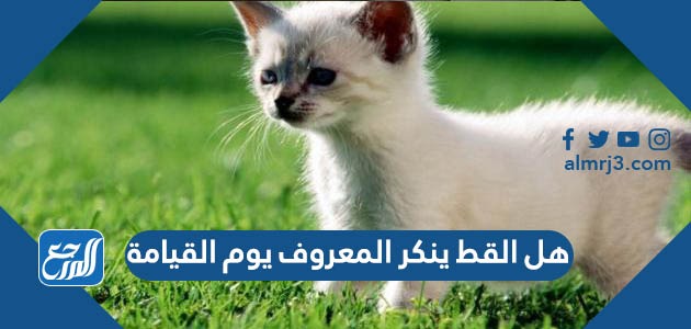 هل القط ينكر المعروف يوم القيامة