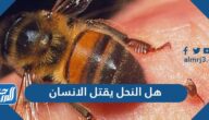 هل النحل يقتل الانسان