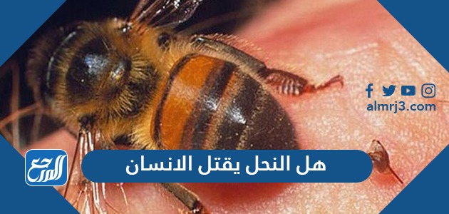 هل النحل يقتل الانسان