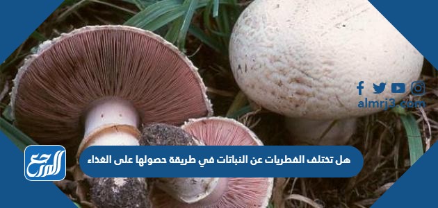 هل تختلف الفطريات عن النباتات في طريقة حصولها على الغذاء