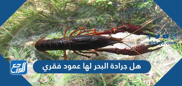 هل جرادة البحر لها عمود فقري