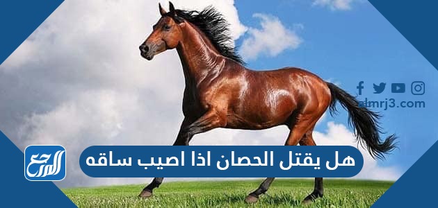 هل يقتل الحصان اذا اصيب ساقه