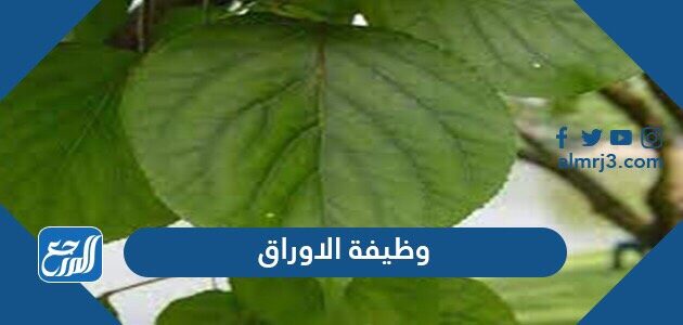 وظيفة الاوراق
